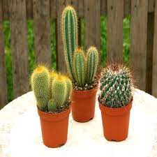 Pachy Cactus s